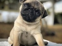 Irk Ve Sağlık Garantili Pug Bebekler
