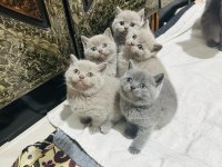 British shorthair bayram şekerleri