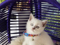 Safkan british shorthair yavrular