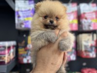 Pomeranian Yavrumuz Teacup Sıfır Boy