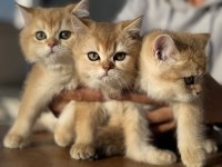 Çok özel nadir olan golden british shorthair yavrularmız