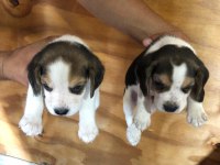 Safkan anne ve babadan beagle yavruları
