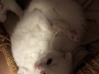 Scottish fold kedimize yeni güzel aileler arıyoruz acil