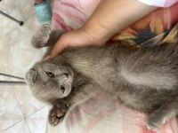 Tatlış Yavru Scottish Fold
