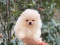 POMERANİAN BOO BEBEKLERİ