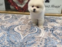 En Güzel Pomeranian Boo Yavrualar