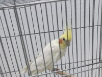 YARI EVCİL ERKEK LUTİNO KIRMIZI GÖZ SULTAN PAPAĞANI