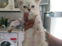 BRİTİSH LYNX CİNSİ 75 GÜNLÜK KEDİMİZ