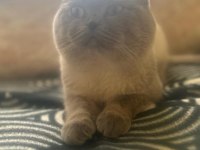 Scottish fold 2 aylık