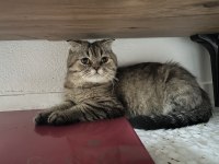 Çok Uysal Uyumlu Kedimiz