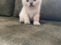 British shorthair yavrularımız