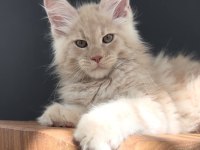 Üst Kaliteli Erkek Maine Coon