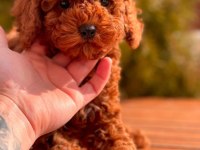 Red Toy Poodle Yavrular