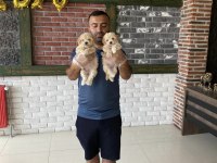 Maltipoo Yavrular Çeşit Çeşit Yavrular Mağazamızda Görün