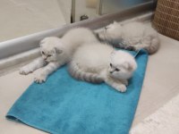 2 aylık 2 erkek 1 dişi scottish fold yavrular