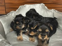 Çok tatlı yavru Terrier (Yorkshire)