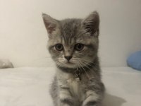 Oyunbaz british shorthair evinizin yeni neşe kaynağı olacak