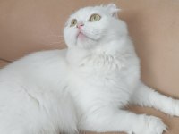 Beyaz scottish fold