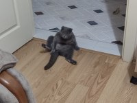 Scottish fold kedimizi sahiplendirme