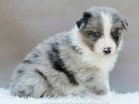 Şecereli erkek border collie yavrusu