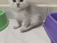 Sahibinden scottish fold