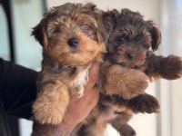 Ankaranın En Elit Morkie Yavruları Petmode Den