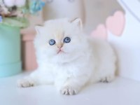 Köpük Silver British Longhair