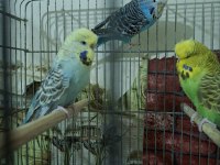 Çek jumbo şov jumbo albino muhabbet kuşu