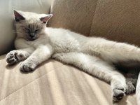 British shorthair sevimli bebekler