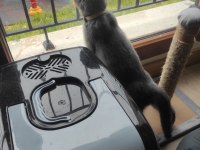 Scottish fold erkek 4 aylık
