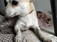 3 yaşında bakımlı Chihuahua (çivava)