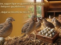 Bıldırcınlar