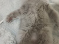 YAVRU SCOTTİSH KEDİMİZ GRİ BEYAZ