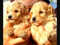Maltipoo yavrularımız yeni yuvalarına gitmeye hazır