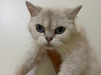 British Shorthair Silver Kızanı Yakın