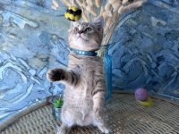 British shorthair black golden dişi ve erkek yavrular