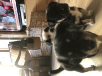 5 KARDEŞ YAVRU KEDİMİZ YUVA ARIYOR
