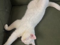Acil sahiplendirme british shorthair