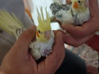 Sultan papağanı 1 aylık