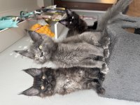Tescilli en büyük maine coon KOR UN yavruları