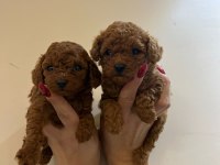Poodle minnaklarımıza yuva arıyoruz