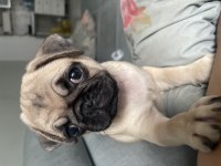 PUG A KALİTE 2,5 AYLIK