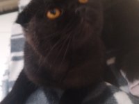 Siyah Yavru Scottish Fold İlanı