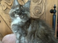 Full şecereli mükemmel profilde dev Maine Coon yavruları