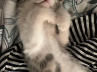 Çok oyuncu erkek kedi şanslı