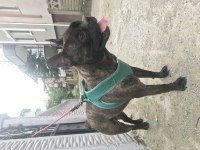 French bulldog