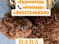 POODLE AYARINDA ANTİALERJİK MALTİPOO