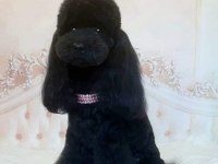 Bir avuç mutluluk toy poodle