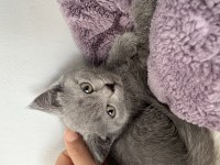 2 aylık scottish fold yavrular