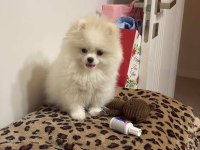 Pomeranian Yavru Dişi